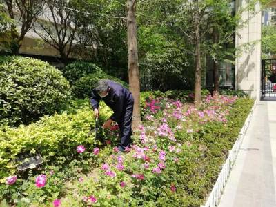 致中海錦苑業(yè)戶朋友們 12月家書與綠化管理溫馨提示