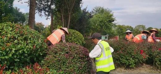 屯溪區(qū) 城市管理不“打烊”，城市顏值不走樣，綠化管理顯成效