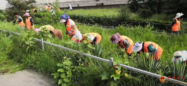 路南區(qū)城管執(zhí)法局夏季清理雜草，精細維護綠化環(huán)境