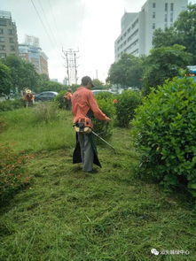 強化管理，城市綠化開啟新篇章——綠化管理成效顯著