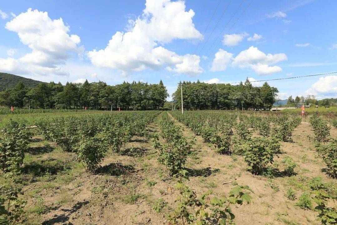 萬頃林海碧波蕩 千畝藥田產(chǎn)業(yè)興 綠色發(fā)展的和諧畫卷