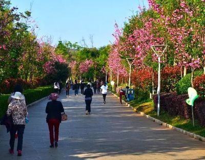 春城再添新綠 昆明著力打造世界級春城花都