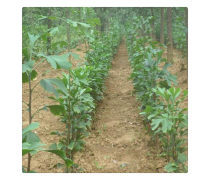 產品庫綠化管理 提升效率與可持續(xù)性的關鍵策略