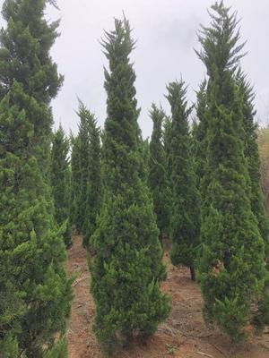 安徽滁州常青園林綠化苗木基地 科學(xué)管理與綠色發(fā)展的實(shí)踐典范