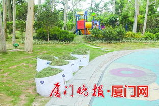 廈門出臺(tái)綠化垃圾管理辦法 枯枝斷樹(shù)優(yōu)先考慮景觀與木材應(yīng)用，推動(dòng)綠色管理升級(jí)