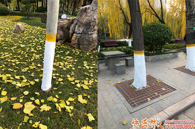 科學(xué)涂白，守護(hù)綠化——樹(shù)木涂白的最佳時(shí)間與綠化管理要點(diǎn)