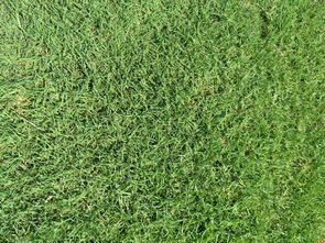 南陽(yáng)百慕大草坪 產(chǎn)品動(dòng)態(tài)與科學(xué)綠化管理實(shí)踐