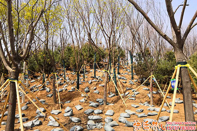 園林綠化營(yíng)養(yǎng)液選擇指南與市場(chǎng)價(jià)格淺析